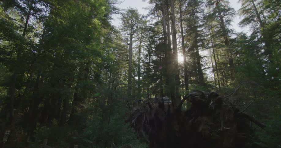 Trees in a forest is displayed