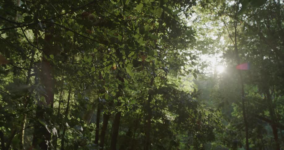 Sun shines through thick forest trees