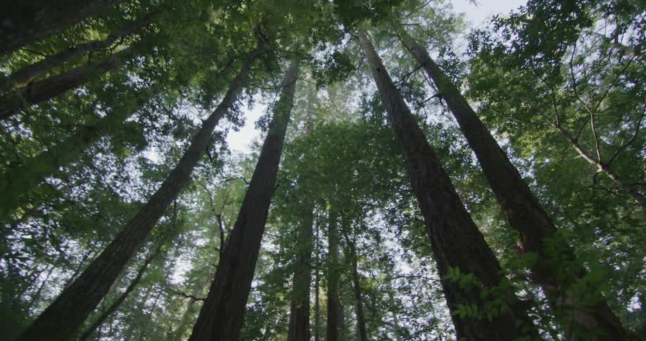 Trees are displayed in a forest in spring