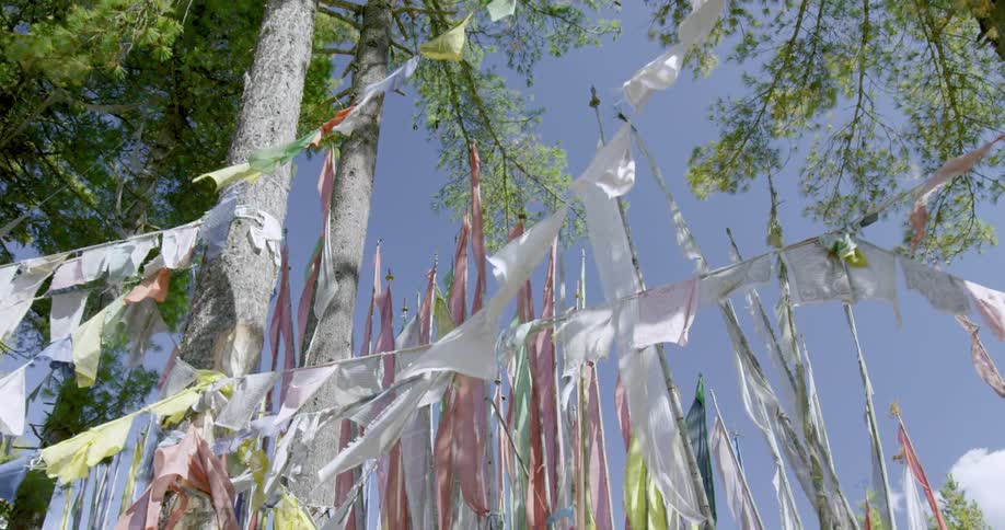 Banners of fabric are attached to tall trees