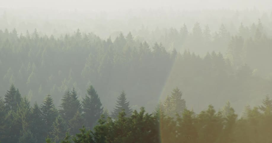 Shot of a forest with mist and sun glare