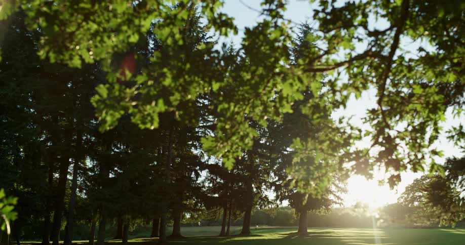 The sun shines on the grass and trees