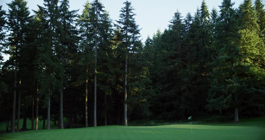 Trees are surrounding the golf course
