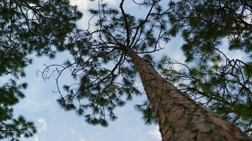 A pine tree in a forest towering overhead in the daytime