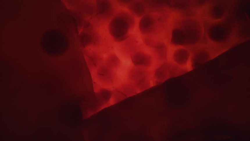 Red circles move around in the red water