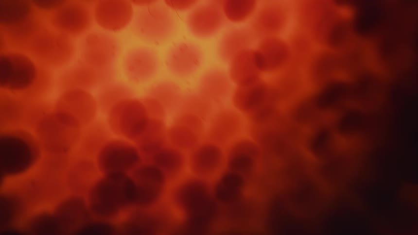 Red spheres jiggle inside a thin glowing membrane