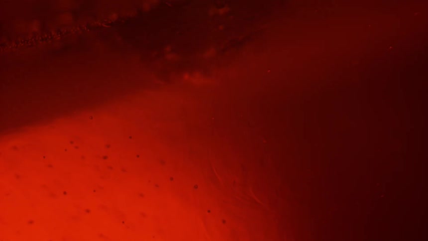 Dark red liquid is poured into lighter orange liquid swirling and creating bubbles