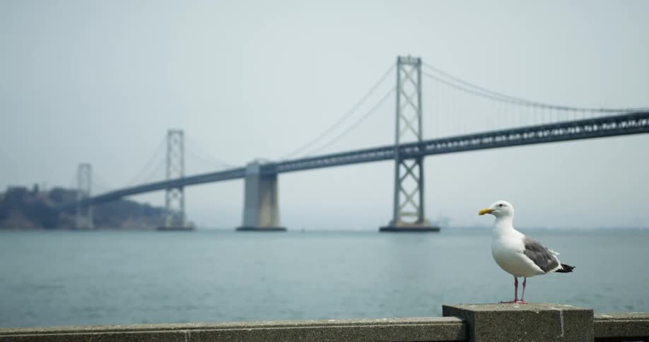 A bird is sitting on a ledge next to the ocean