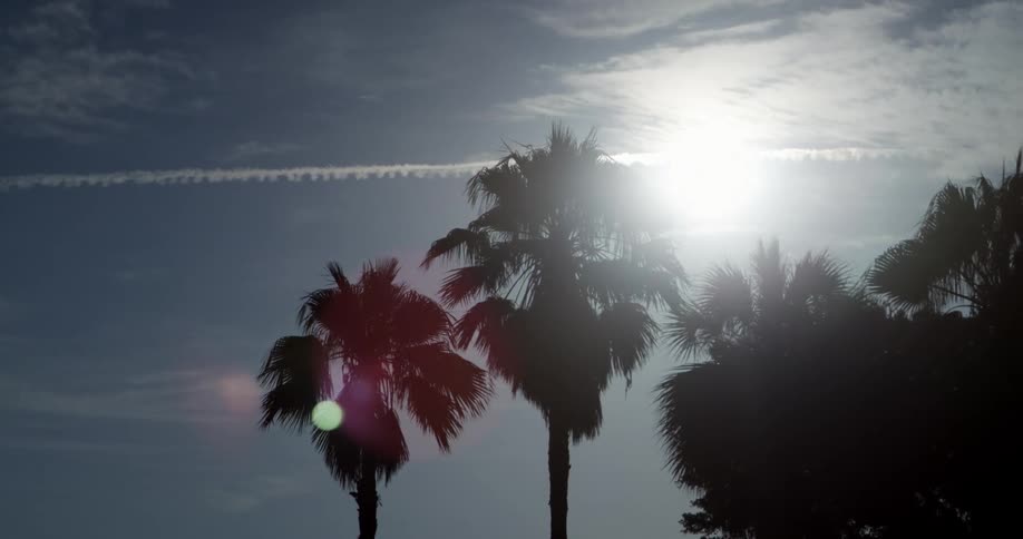 Palm trees on a sunny day with lightly scattered clouds in a blue sky and a white cloud streak running along the sky