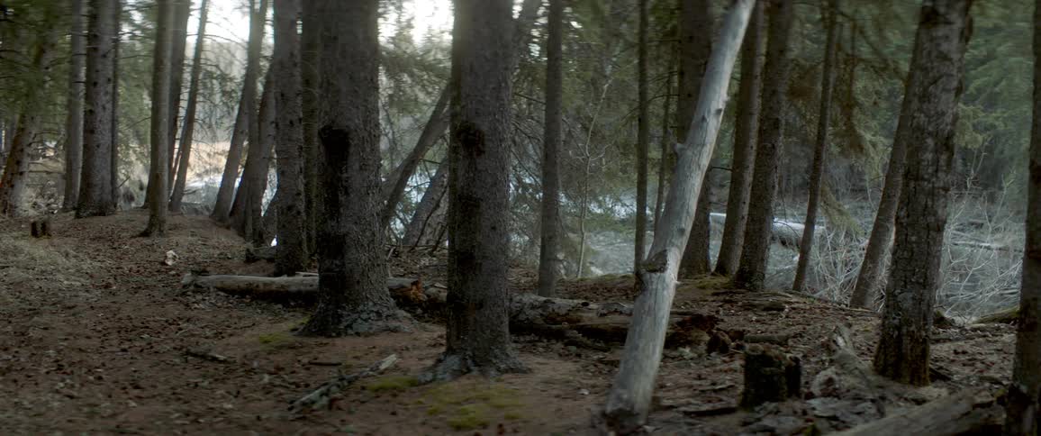 Pine trees in a forest on a winter day