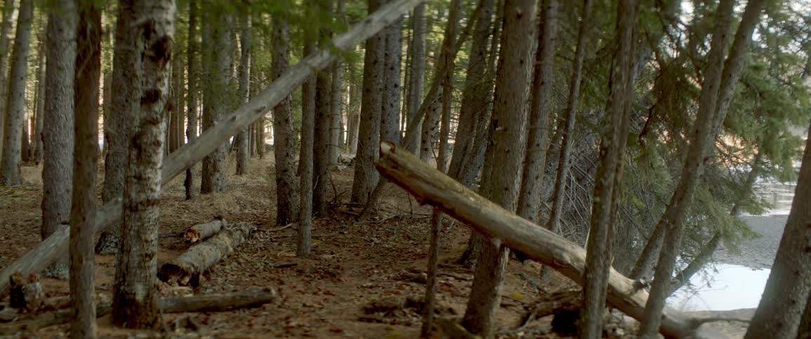 Fallen trees rest against other tree trunks