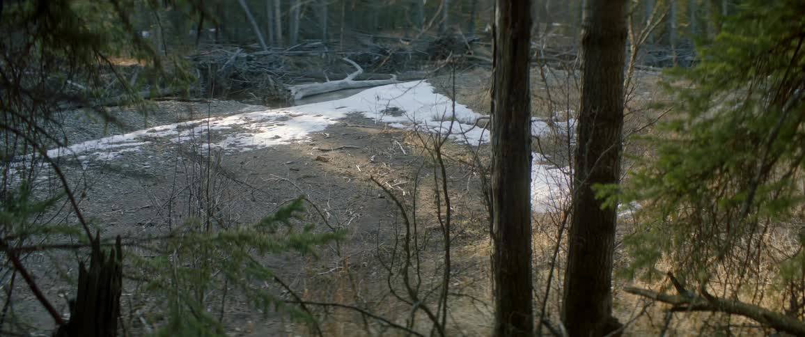 Snow and trees in a forest in winter