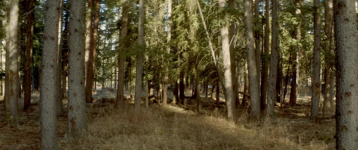 Trees in a forest are displayed in spring