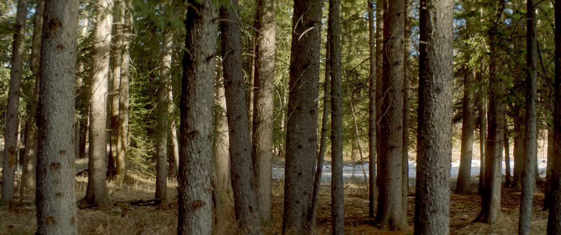 Trees in a forest
