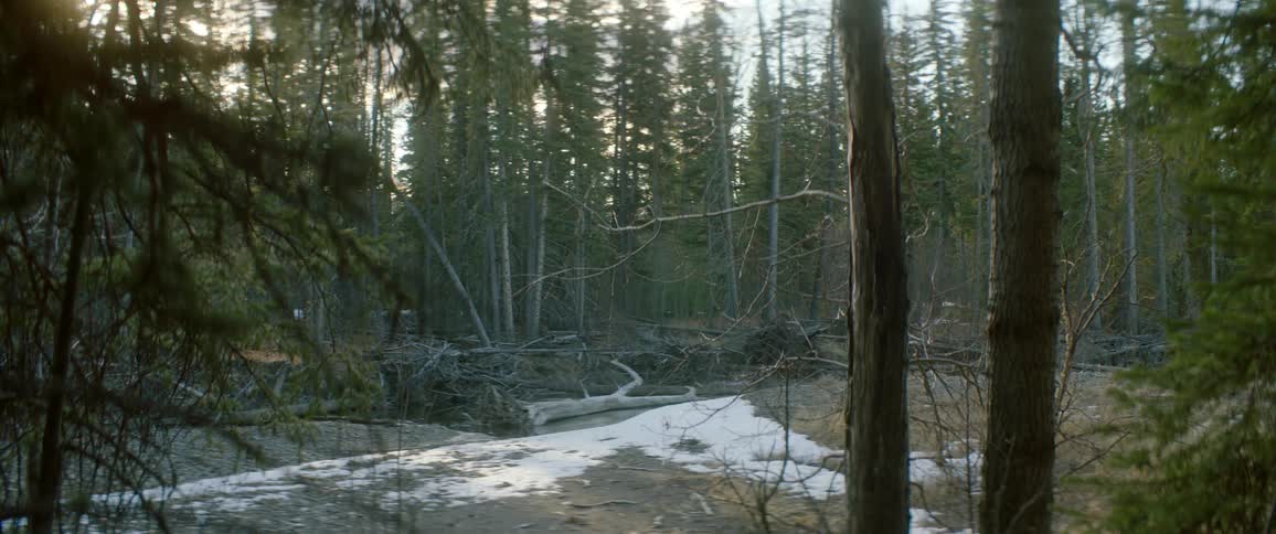 Some trees have fallen in the woods