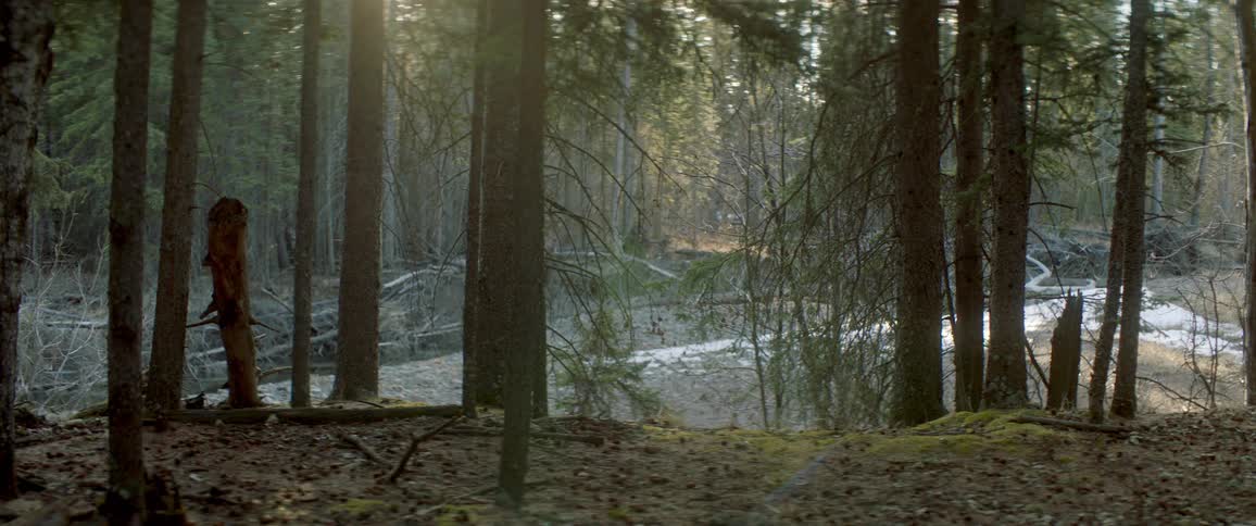 Trees in a forest is displayed