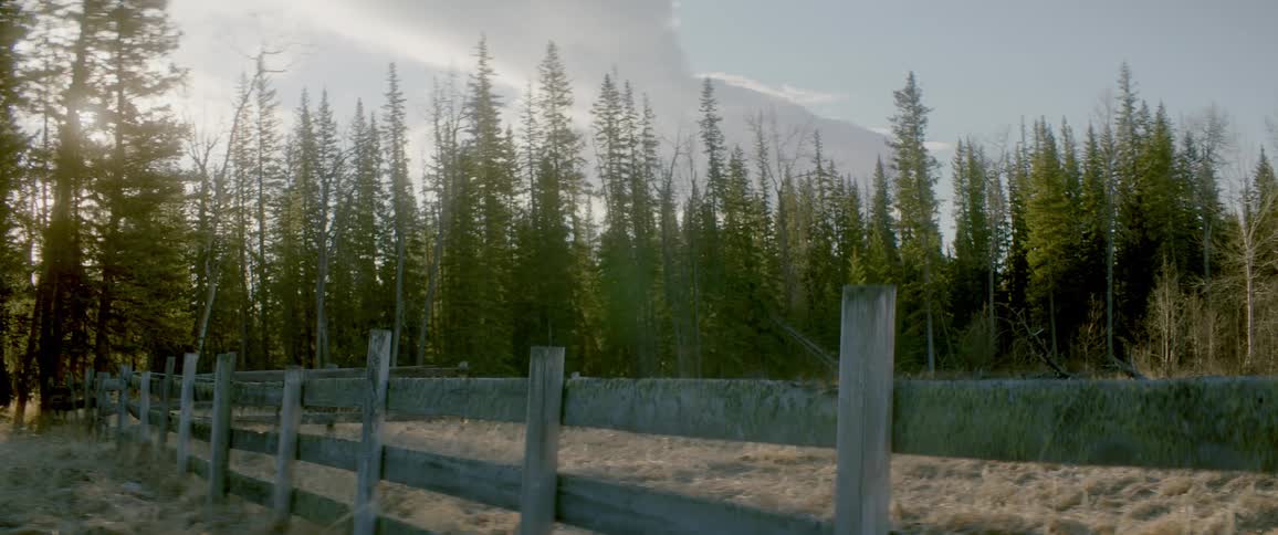 Trees are displayed in the forest