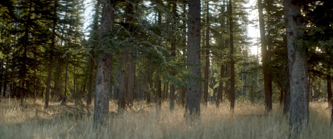 The forest is empty during the day