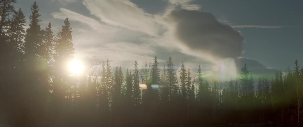 The sun is setting in the forest