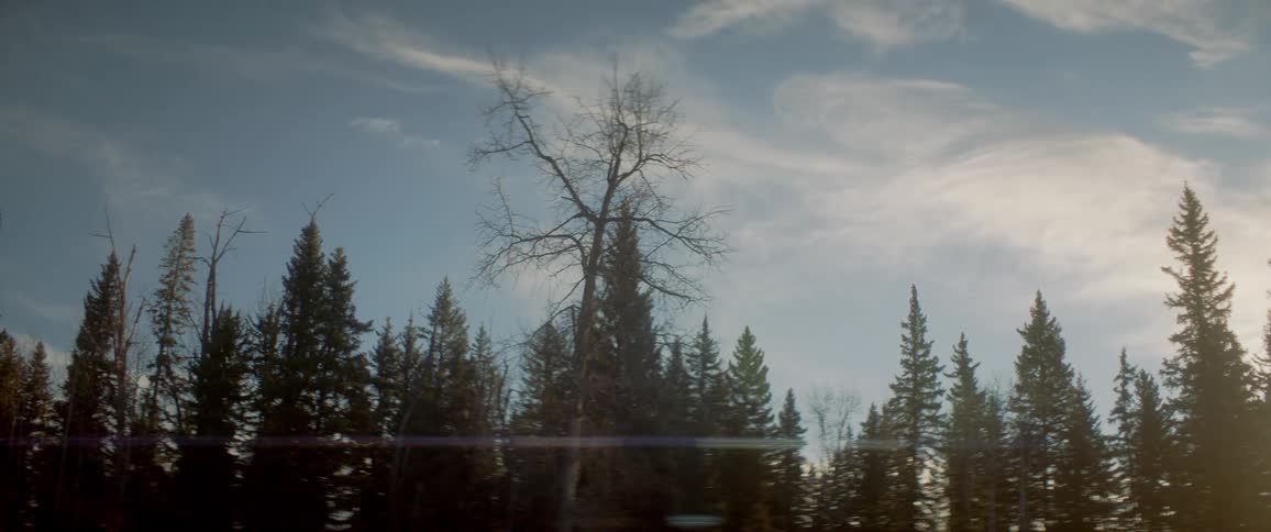 Trees are displayed in the forest