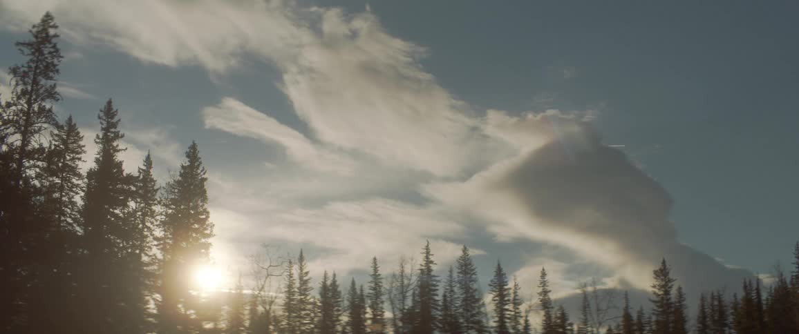 The sun is setting above the forest