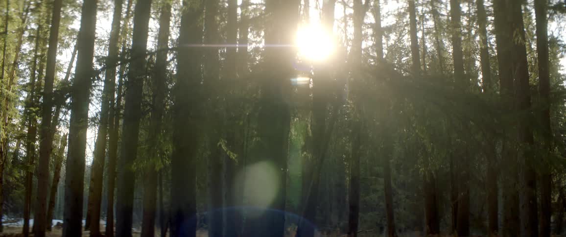 Trees in a forest are displayed