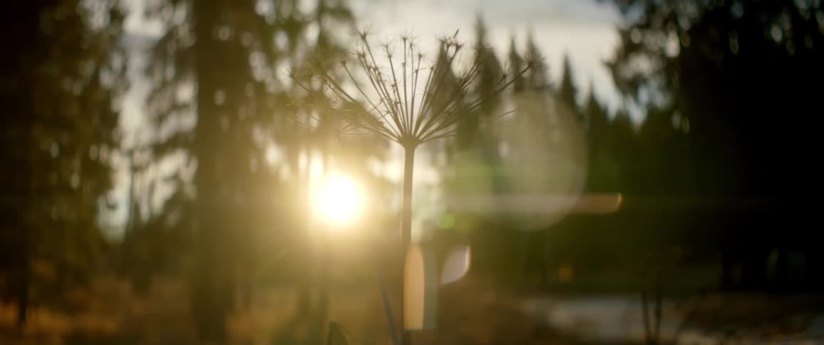 A forest with a plant in the foreground with the sun trees the sky and clouds in the background