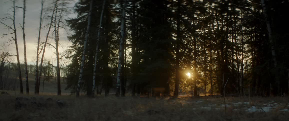 Sunlight filtering through the pine tree branches on a forest at sunset