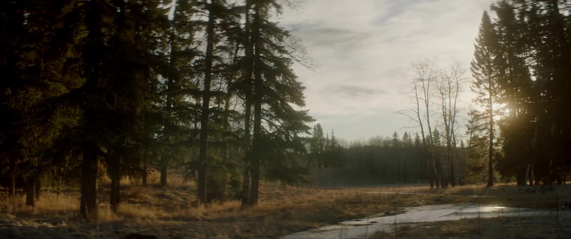 The sun is rising on the forest