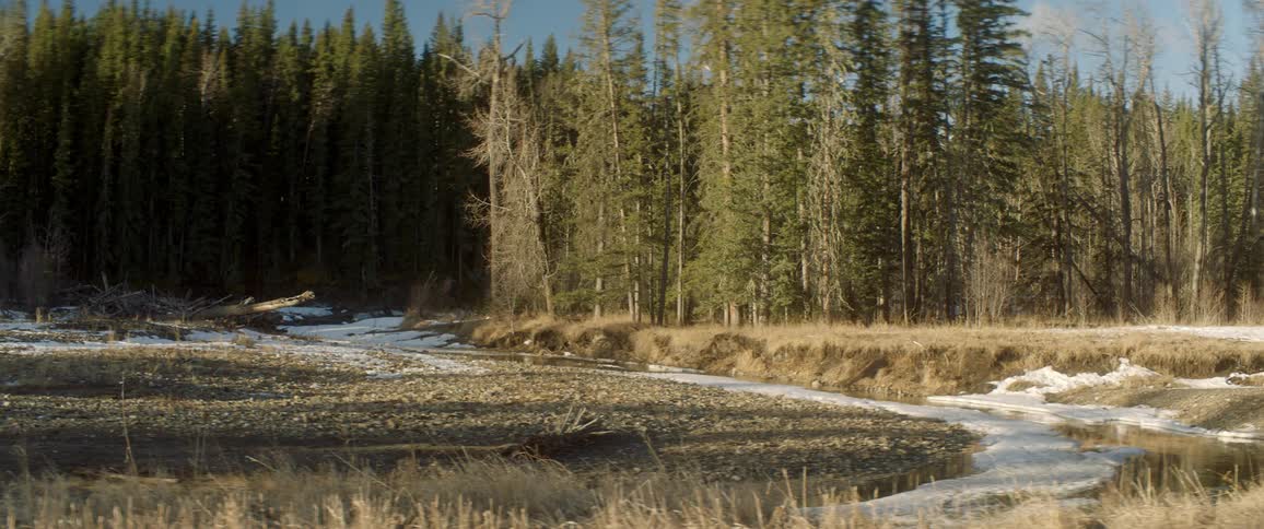Tall trees stand near grass snow and other vegetation