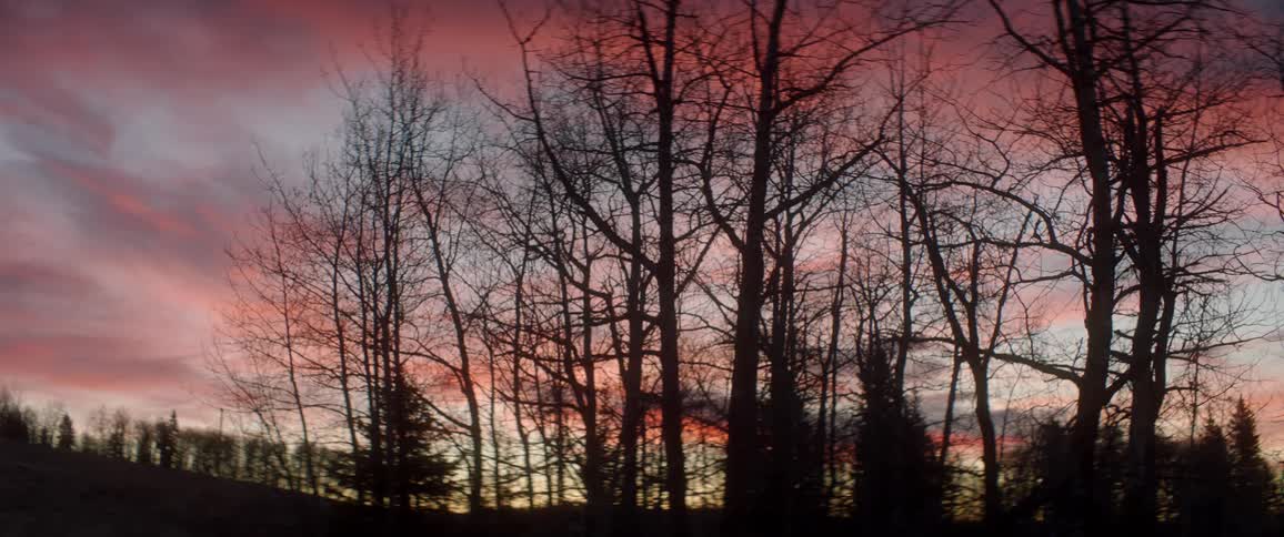 Landscape of trees in the fall against a pink sky with sun not quite visible