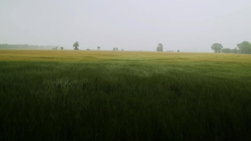 Landscape view of grass blowing over a field