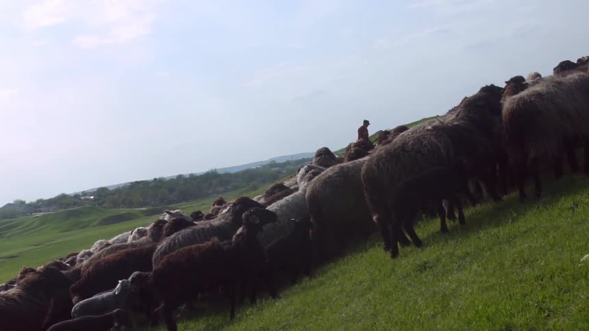 A group of brown and black sheep follow a shepherd up a grassy hill in the morning time