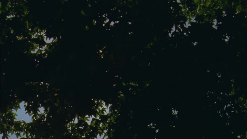 The sun shining down in a forest