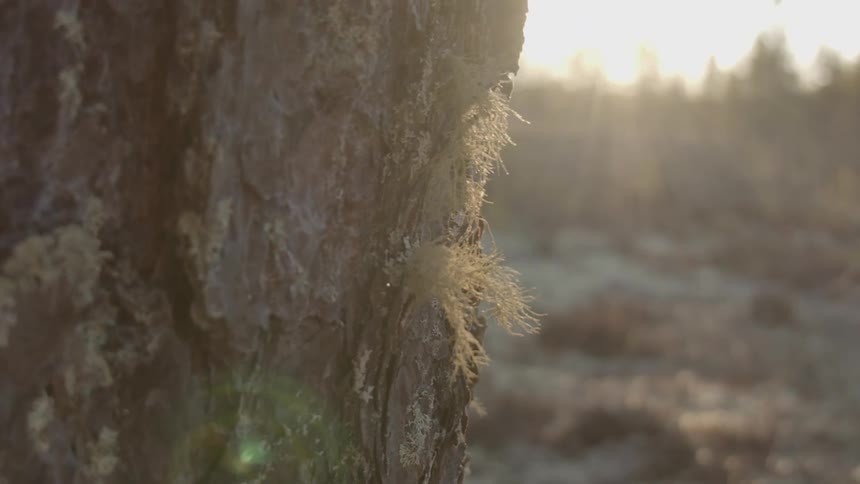 Close up of a tree trunk in the forest at dusk