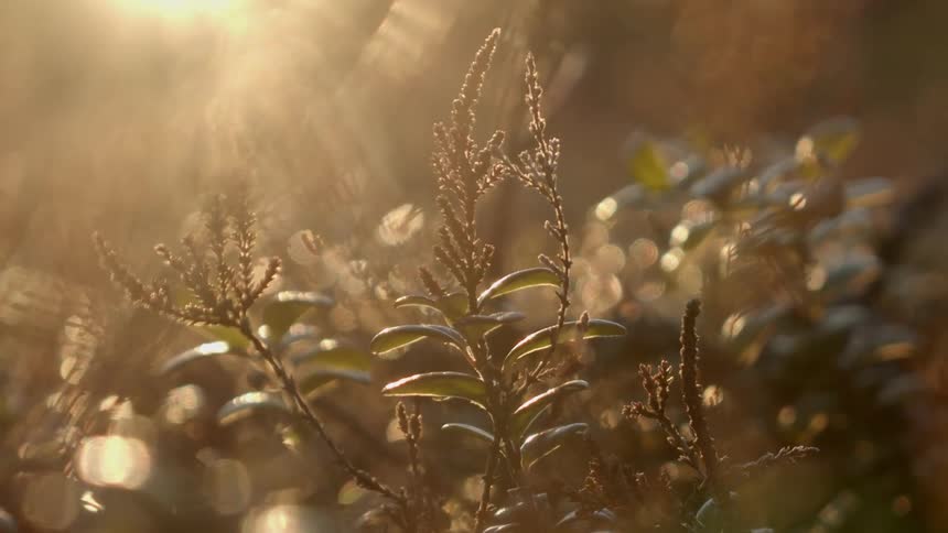 The sun is shining on the plants