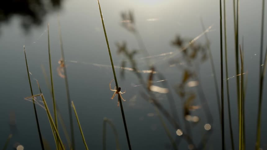 A spider is on a plant outdoors at dusk