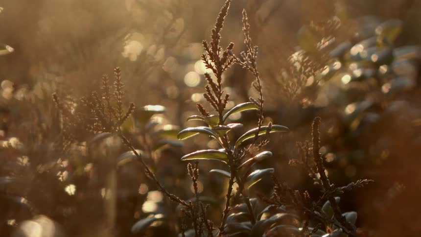 Sunlight shines on a plant surrounded by greenery outdoors in the evening