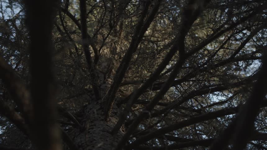 The branches of a tall tree outdoors during the day