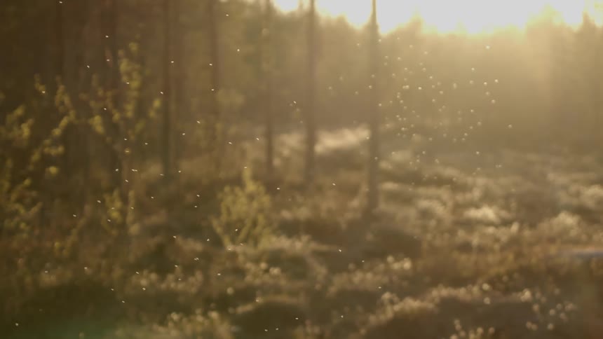 Insects swarm in field near forest as sun glares