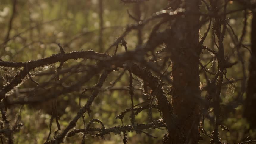 A tree with branches with plants in the background