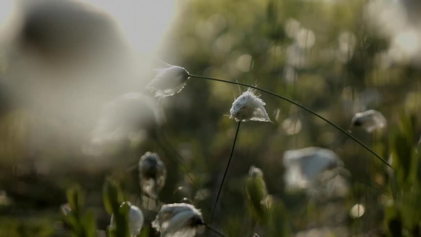 A plant with a white head sways in the wind in a field during the day