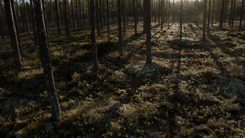 A forest with trees and plants with the sun the sky and clouds in the background