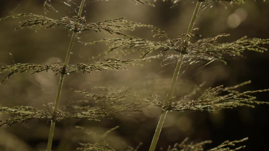 A plant sways in the wind