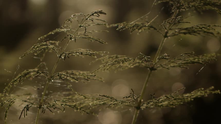 Webs are on the green plant