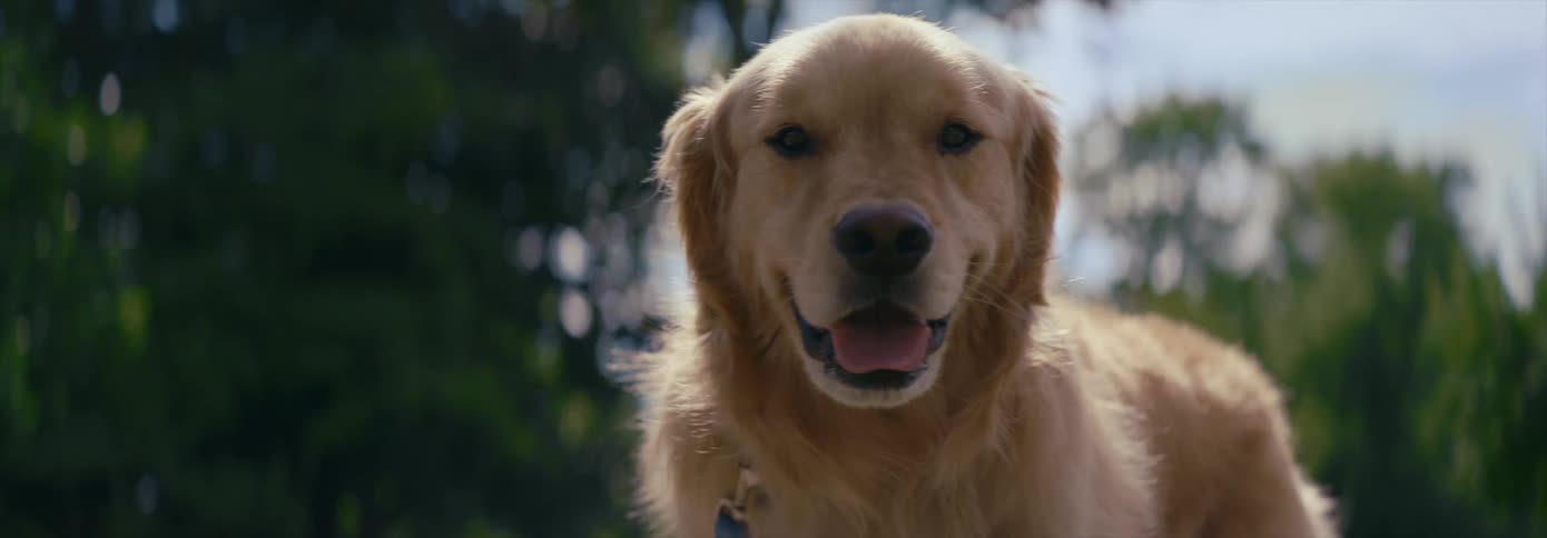 A panting yellow dog outside on a sunny summer day