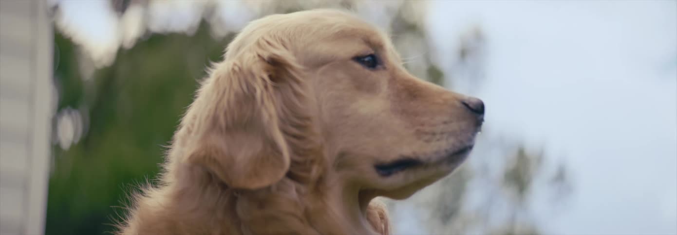 A dog outside of a house