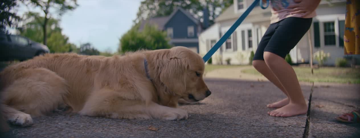 Girls giving treats to their golden retriever on the street in a neighborhood