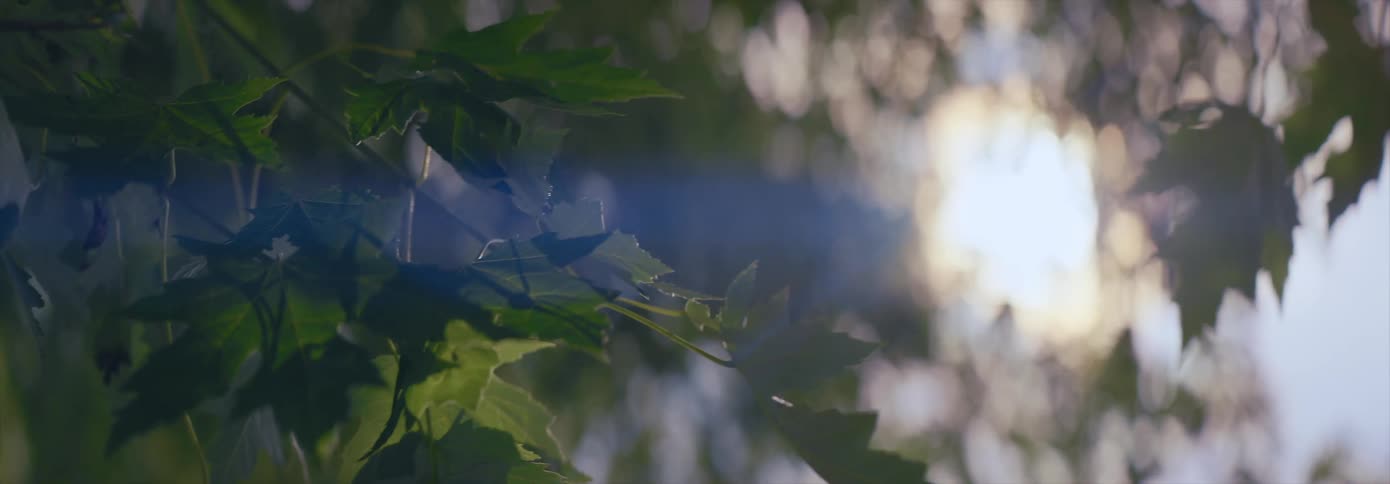 Leaves rustling in the breeze