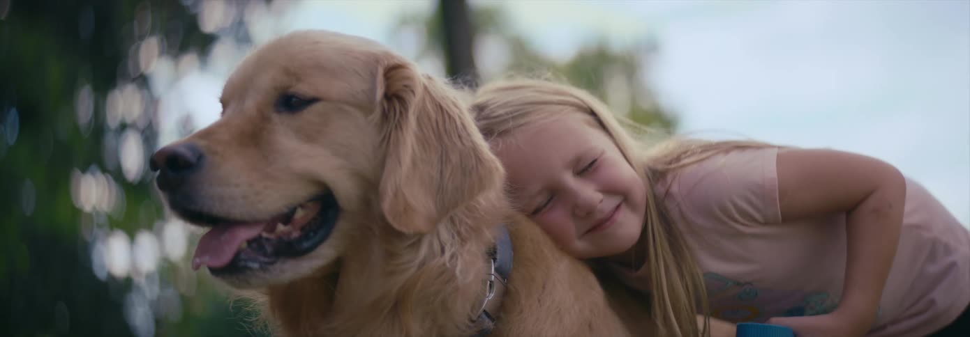 Child strokes a golden retriever dog